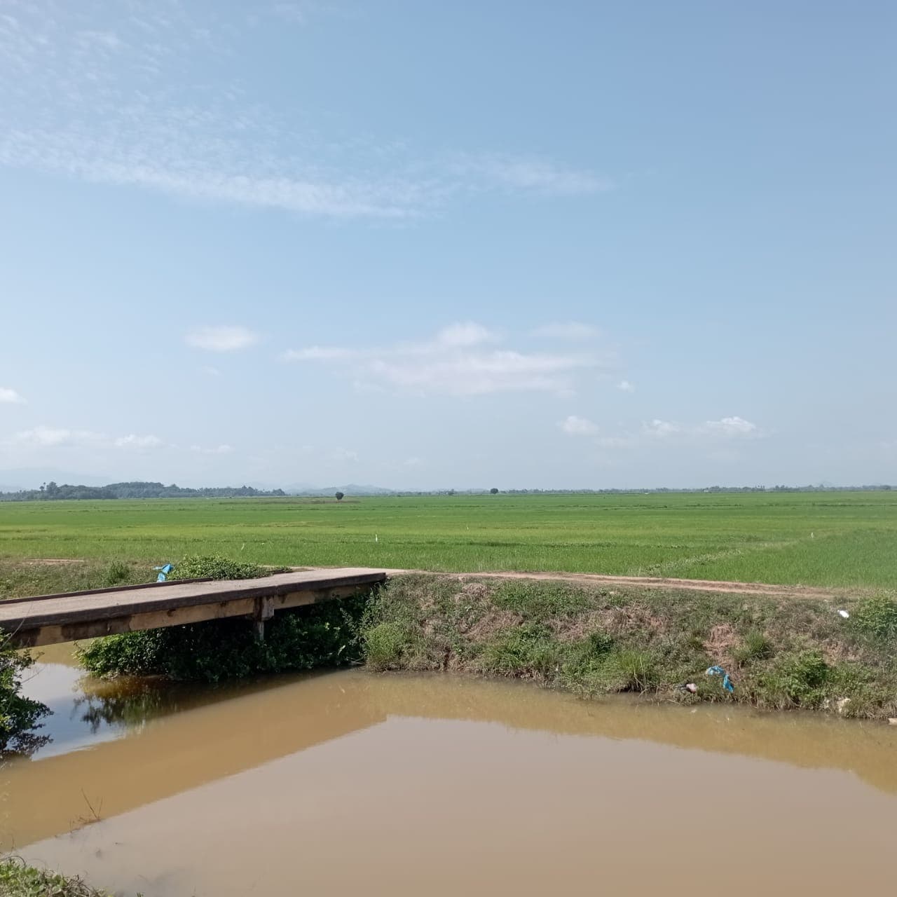 Charming views of vibrant green paddy fields surrounding the Corbett Sunshine countryside homestay